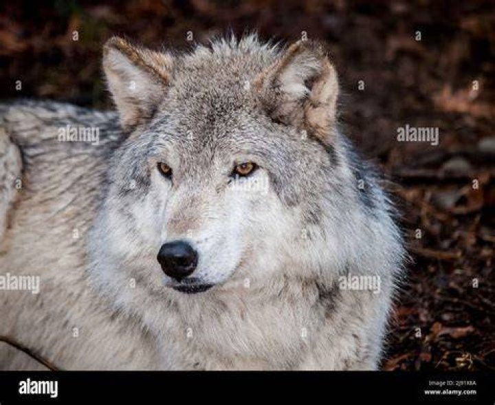 Wolf Wolf